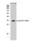 Cyclin D1 antibody, LS-C380907, Lifespan Biosciences, Western Blot image 