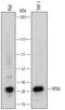 Linker For Activation Of T Cells Family Member 2 antibody, MAB4066, R&D Systems, Western Blot image 