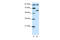 Histone acetyltransferase KAT2B antibody, 27-607, ProSci, Western Blot image 