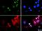 Histone Cluster 2 H3 Family Member D antibody, NB21-1039, Novus Biologicals, Immunocytochemistry image 