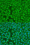 Lethal(2) giant larvae protein homolog 2 antibody, 23-488, ProSci, Immunofluorescence image 