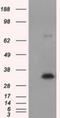 Nitrilase homolog 1 antibody, NBP2-02462, Novus Biologicals, Western Blot image 
