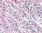 Autophagy Related 7 antibody, AP07547PU-N, Origene, Immunohistochemistry frozen image 