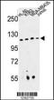 RPGR Interacting Protein 1 antibody, 63-680, ProSci, Western Blot image 