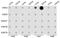 Histone Cluster 3 H3 antibody, GTX54100, GeneTex, Dot Blot image 