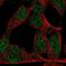 Zinc Finger Protein 423 antibody, NBP2-57466, Novus Biologicals, Immunofluorescence image 