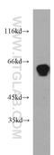 RNA-binding protein Nova-2 antibody, 55002-1-AP, Proteintech Group, Western Blot image 