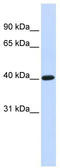 Transcription Factor B1, Mitochondrial antibody, TA335573, Origene, Western Blot image 