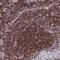 Exoribonuclease 1 antibody, HPA056074, Atlas Antibodies, Immunohistochemistry frozen image 
