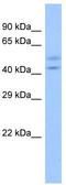 Zinc Finger Protein 679 antibody, TA339855, Origene, Western Blot image 