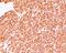 CD45RB antibody, orb248527, Biorbyt, Immunohistochemistry paraffin image 