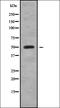 RNA Binding Motif Protein 34 antibody, orb378395, Biorbyt, Western Blot image 