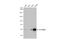 Cyclin Dependent Kinase 18 antibody, GTX105892, GeneTex, Western Blot image 