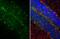 Somatostatin antibody, GTX636297, GeneTex, Immunohistochemistry paraffin image 