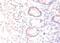 Ciliary Neurotrophic Factor antibody, A52282-100, Epigentek, Immunohistochemistry paraffin image 