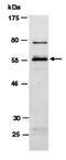 BAF57 antibody, orb66862, Biorbyt, Western Blot image 