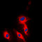 Ephrin A5 antibody, LS-C356004, Lifespan Biosciences, Immunofluorescence image 