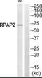 RNA polymerase II subunit B1 CTD phosphatase Rpap2 antibody, PA5-39432, Invitrogen Antibodies, Western Blot image 