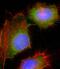 Hydroxysteroid 17-Beta Dehydrogenase 10 antibody, M03844-1, Boster Biological Technology, Immunofluorescence image 