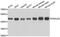 DnaJ Heat Shock Protein Family (Hsp40) Member A2 antibody, abx006637, Abbexa, Western Blot image 