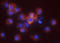 CD83 antigen antibody, MAB1774, R&D Systems, Immunofluorescence image 
