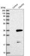 Chromosome 8 Open Reading Frame 33 antibody, PA5-55292, Invitrogen Antibodies, Western Blot image 
