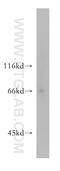 Limbic System Associated Membrane Protein antibody, 13600-1-AP, Proteintech Group, Western Blot image 