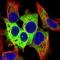 Liver carboxylesterase 1 antibody, NBP2-48854, Novus Biologicals, Immunocytochemistry image 