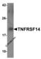 TNF Receptor Superfamily Member 14 antibody, 3773, ProSci Inc, Western Blot image 