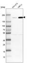 DNA topoisomerase 2-beta antibody, HPA024120, Atlas Antibodies, Western Blot image 