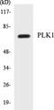 Polo Like Kinase 1 antibody, EKC1476, Boster Biological Technology, Western Blot image 