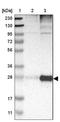 CD151 Molecule (Raph Blood Group) antibody, NBP1-80924, Novus Biologicals, Western Blot image 