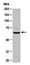 Yes Associated Protein 1 antibody, orb67087, Biorbyt, Western Blot image 