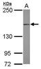 DNA mismatch repair protein Mlh3 antibody, PA5-31120, Invitrogen Antibodies, Western Blot image 