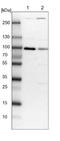 Protein fat-free homolog antibody, NBP1-90857, Novus Biologicals, Western Blot image 