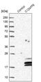 Chromosome 12 Open Reading Frame 76 antibody, PA5-58896, Invitrogen Antibodies, Western Blot image 