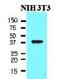 Nanog Homeobox antibody, NBP1-04320, Novus Biologicals, Western Blot image 