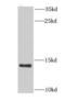 NADH:Ubiquinone Oxidoreductase Subunit A6 antibody, FNab05610, FineTest, Western Blot image 