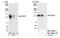 Disabled homolog 2-interacting protein antibody, NBP1-30082, Novus Biologicals, Immunoprecipitation image 