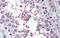 Mediator Complex Subunit 4 antibody, 26-547, ProSci, Enzyme Linked Immunosorbent Assay image 