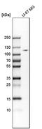Hexokinase-2 antibody, HPA028587, Atlas Antibodies, Western Blot image 