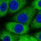 Methenyltetrahydrofolate Synthetase antibody, HPA054177, Atlas Antibodies, Immunofluorescence image 
