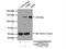 Valyl-TRNA Synthetase antibody, 15931-1-AP, Proteintech Group, Immunoprecipitation image 