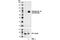 p65 antibody, 3036S, Cell Signaling Technology, Western Blot image 