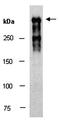 Laminin 1 + 2 antibody, orb66942, Biorbyt, Western Blot image 