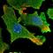 Harbinger Transposase Derived 1 antibody, HPA045457, Atlas Antibodies, Immunocytochemistry image 