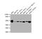 Enolase 1 antibody, CSB-MA007670A0m, Cusabio, Western Blot image 