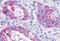 MAS Related GPR Family Member X3 antibody, orb85200, Biorbyt, Immunohistochemistry paraffin image 