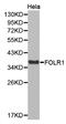Folate Receptor Alpha antibody, STJ23684, St John
