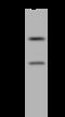Metallo-Beta-Lactamase Domain Containing 2 antibody, 206188-T36, Sino Biological, Western Blot image 